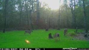 156 Acres for Sale Hunting Land in Pearl River County, MS