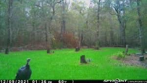 156 Acres for Sale Hunting Land in Pearl River County, MS