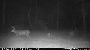 156 Acres for Sale Hunting Land in Pearl River County, MS