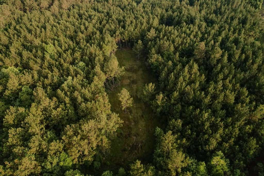 156 Acres for Sale Hunting Land in Pearl River County, MS