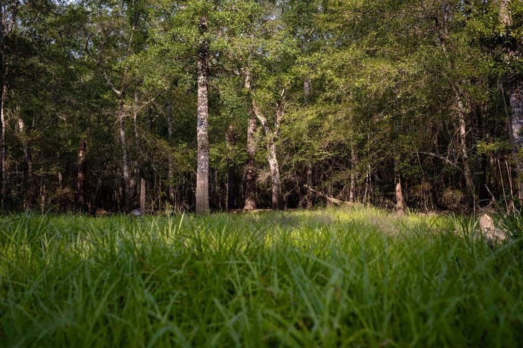 156 Acres for Sale Hunting Land in Pearl River County, MS