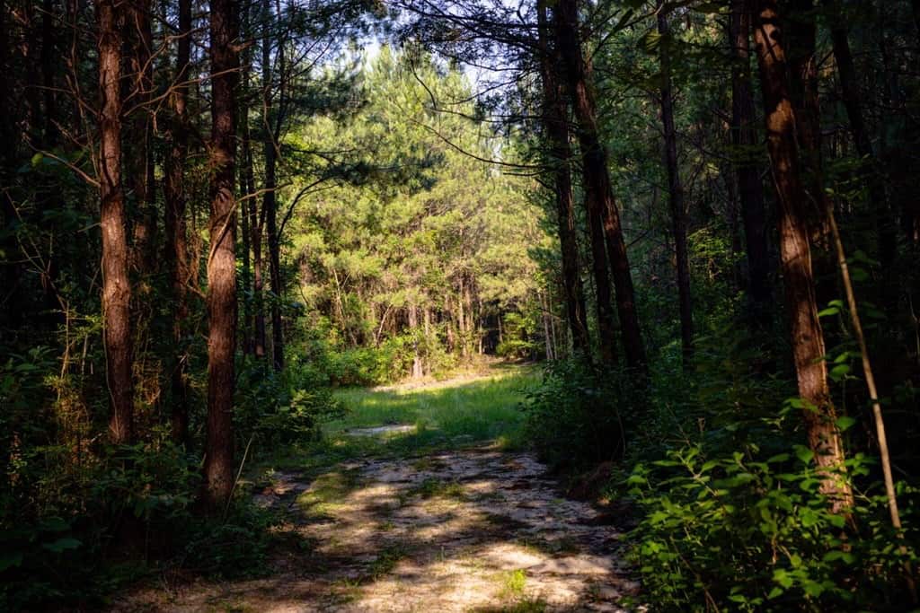 156 Acres for Sale Hunting Land in Pearl River County, MS