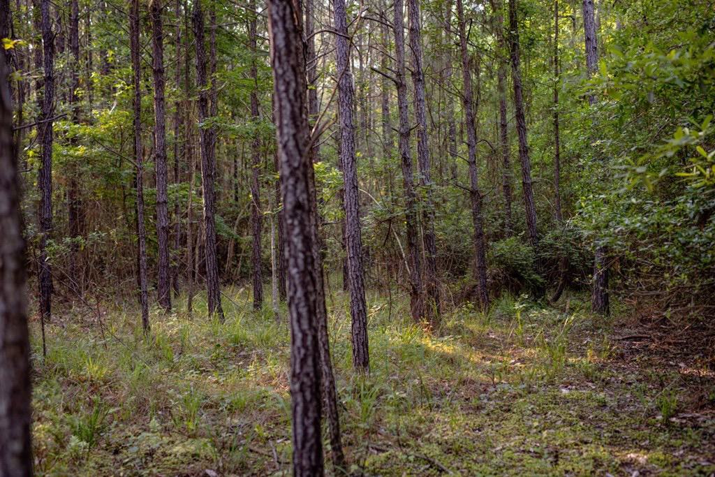 156 Acres for Sale Hunting Land in Pearl River County, MS