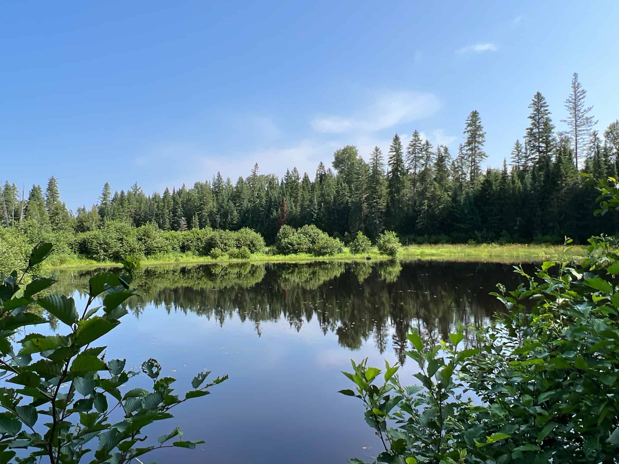 Clayton Brook Forest