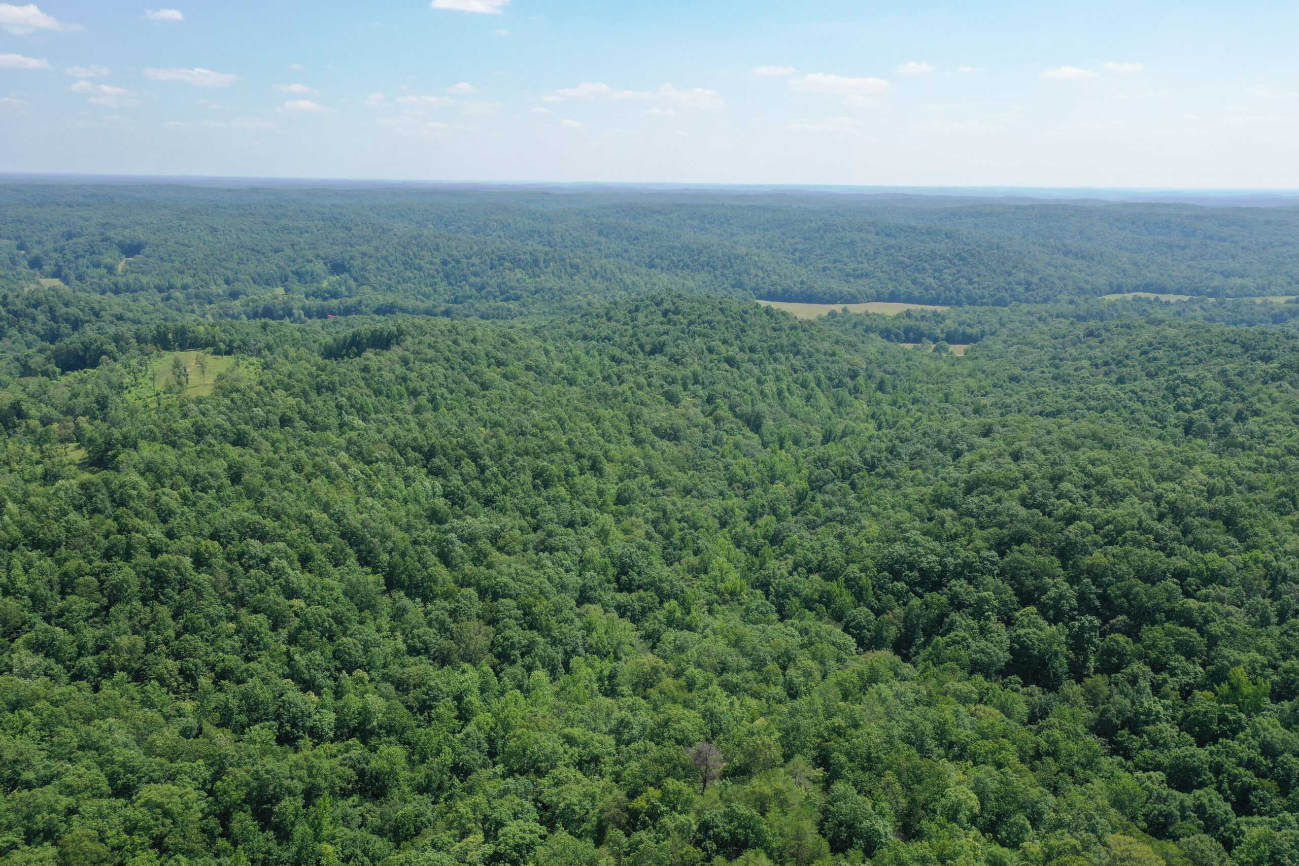 EXPLORE THE WILDERNESS PARADISE! 115 ACRES OF WOODED LAND