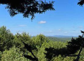 Lombard Mountain Forest