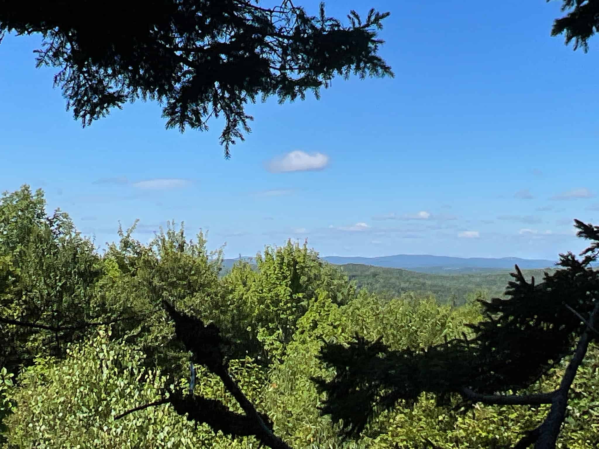 Lombard Mountain Forest