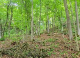 20 Acre Remote Destination Near Norwalk, Wisconsin