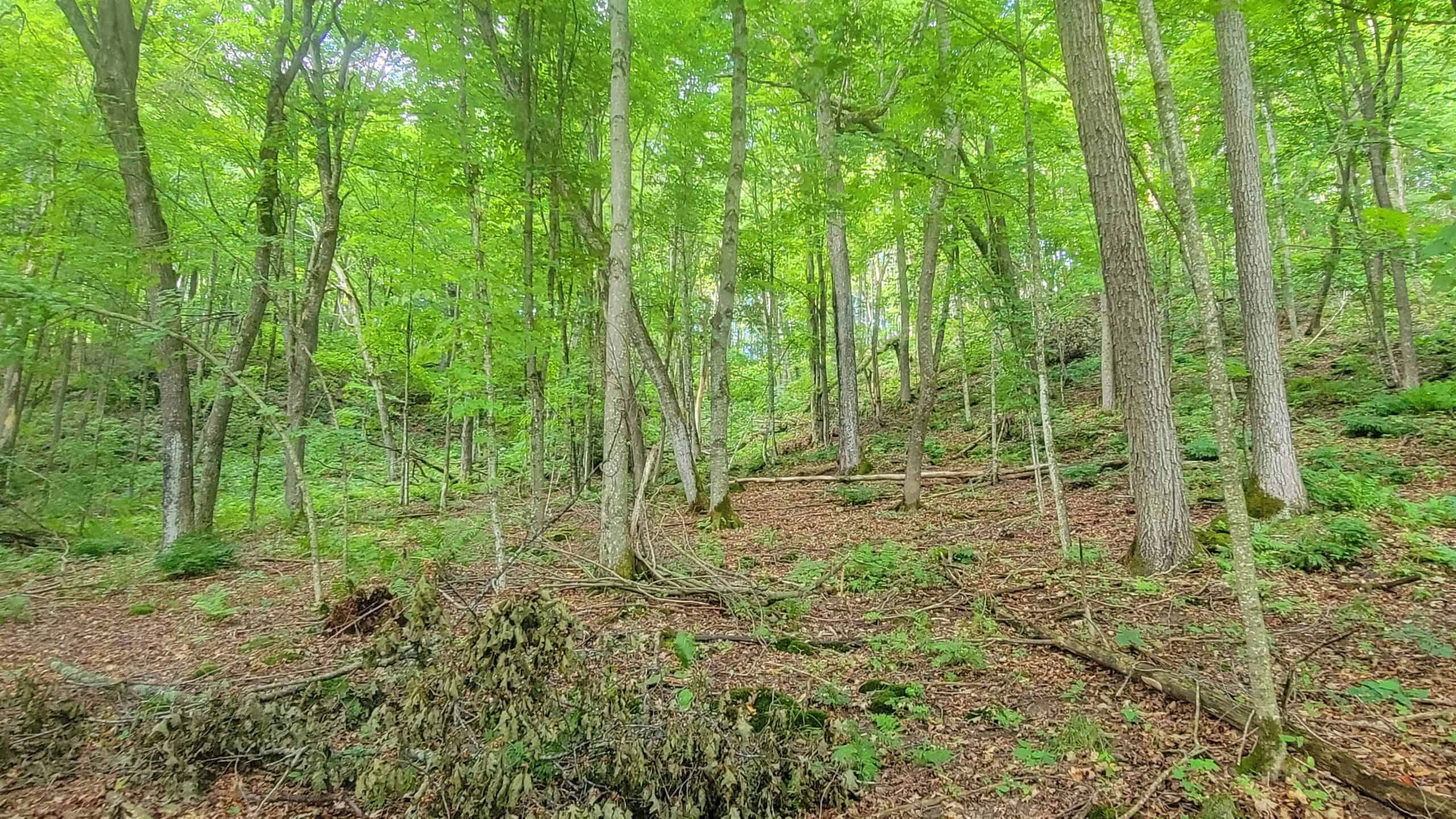 20 Acre Remote Destination Near Norwalk, Wisconsin