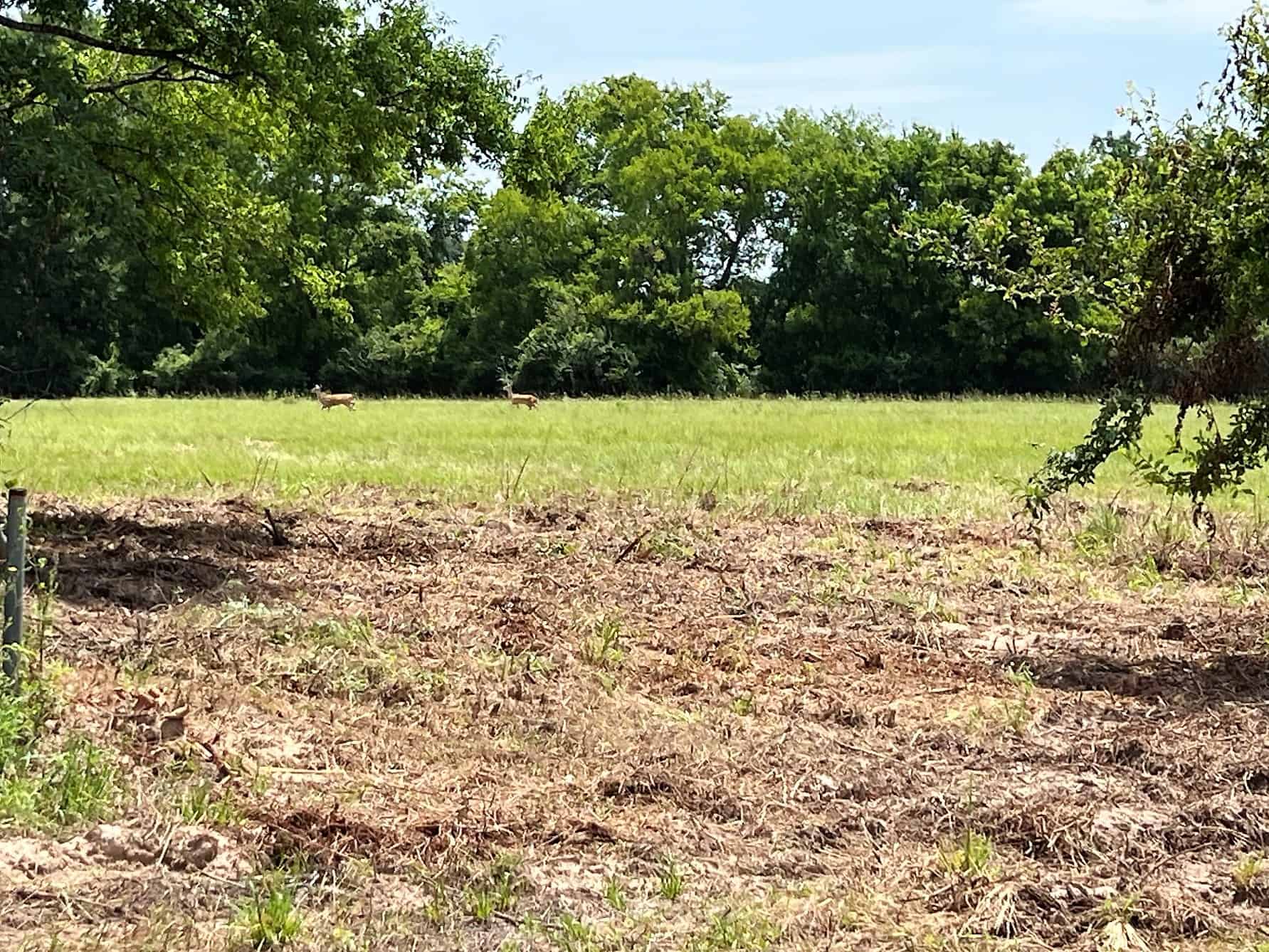 SOLD! Texas Hunting Land for Sale in Alba Near Lake Fork