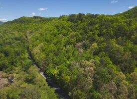Discover the Hidden Paradise: 115 Acres of Serenity and Wildlife in East Tennessee’s Bean Station, Grainger County