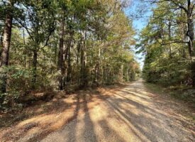 34.12 Acres Timberland, Hunting Land for Sale Southeast LA