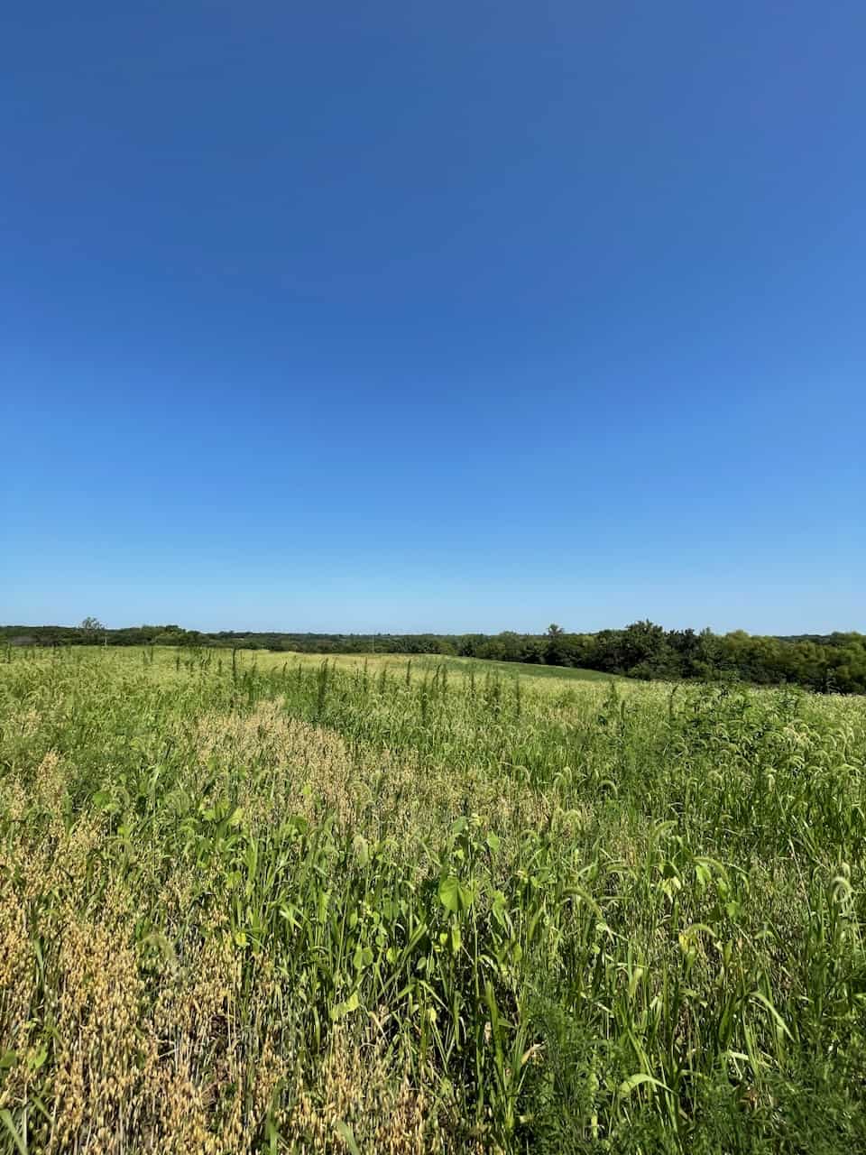 240+/- Acres of Gentry County Missouri CRP/Hunting/Timber/Creek