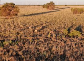 262.1+/- ACRE CRP TRACT IN LAMB COUNTY