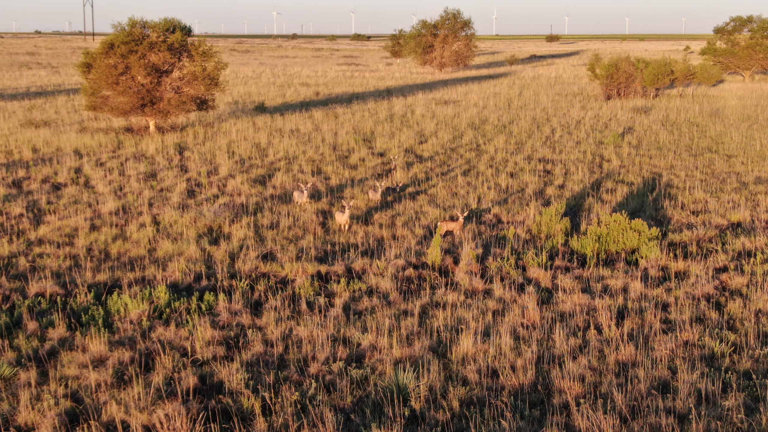262.1+/- ACRE CRP TRACT IN LAMB COUNTY