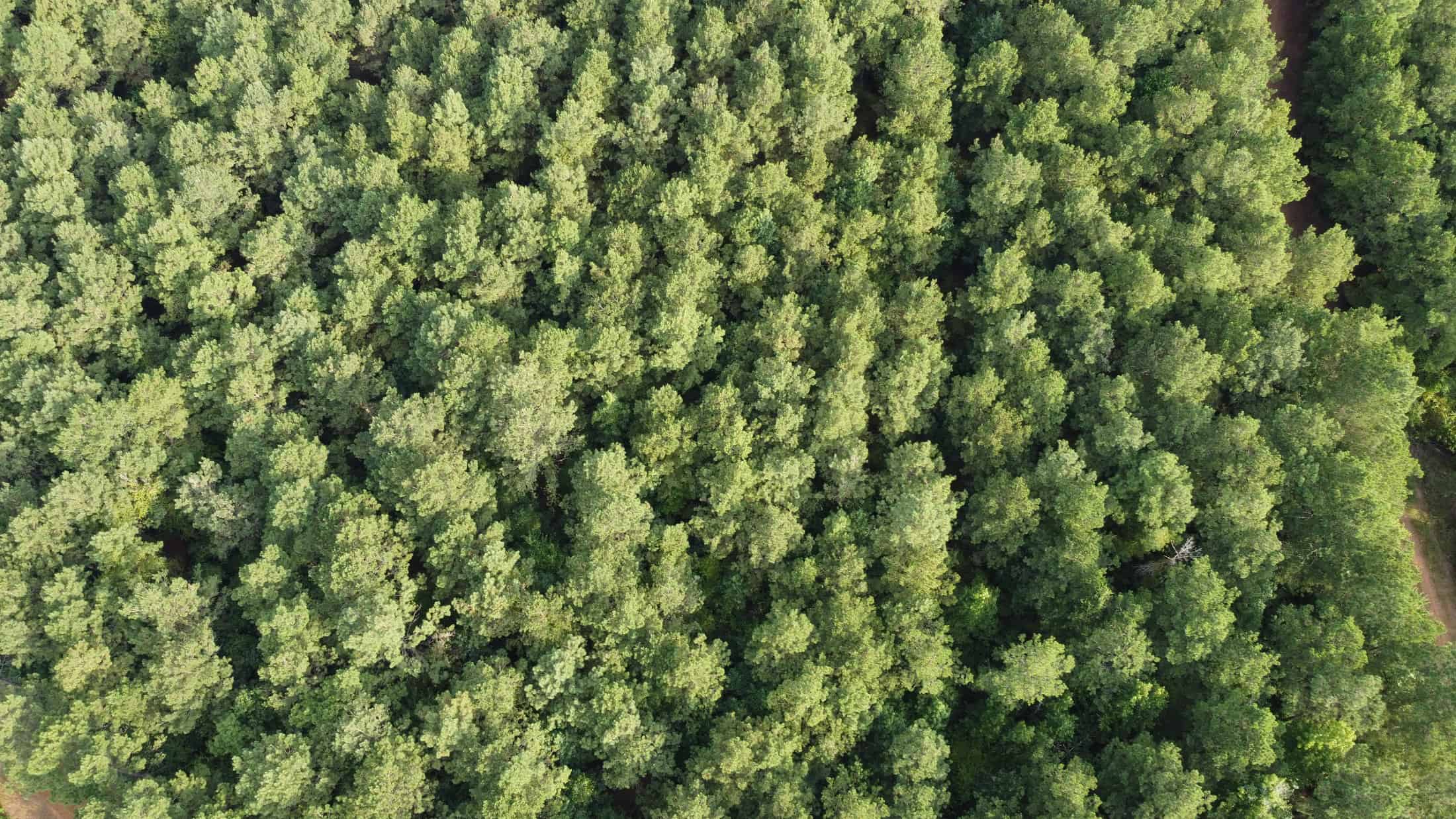 700 Acres Land for Sale Lincoln Parish, LA