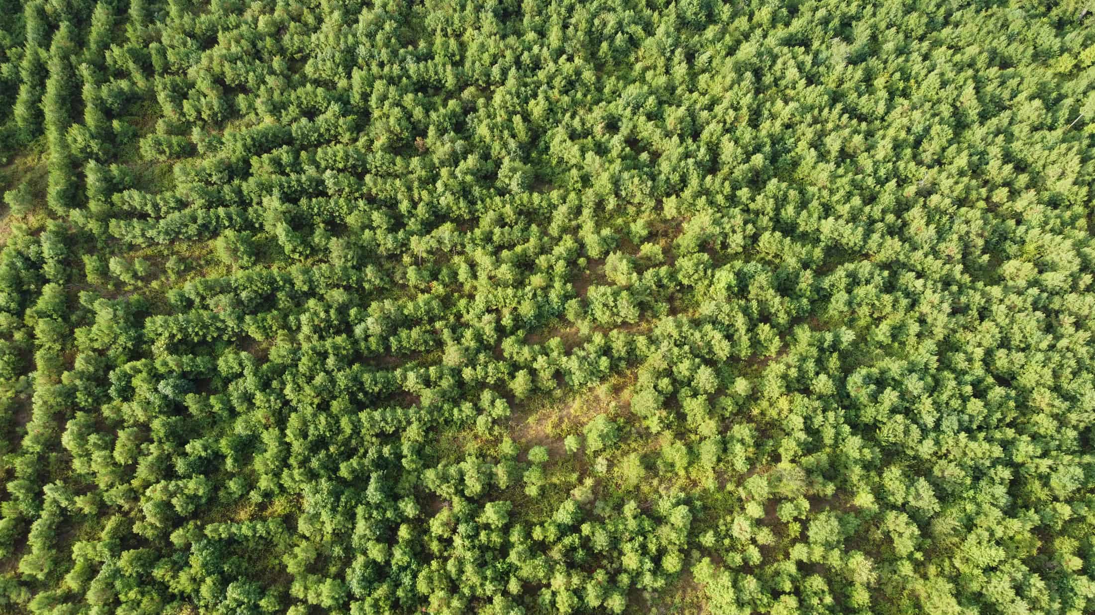 700 Acres Land for Sale Lincoln Parish, LA