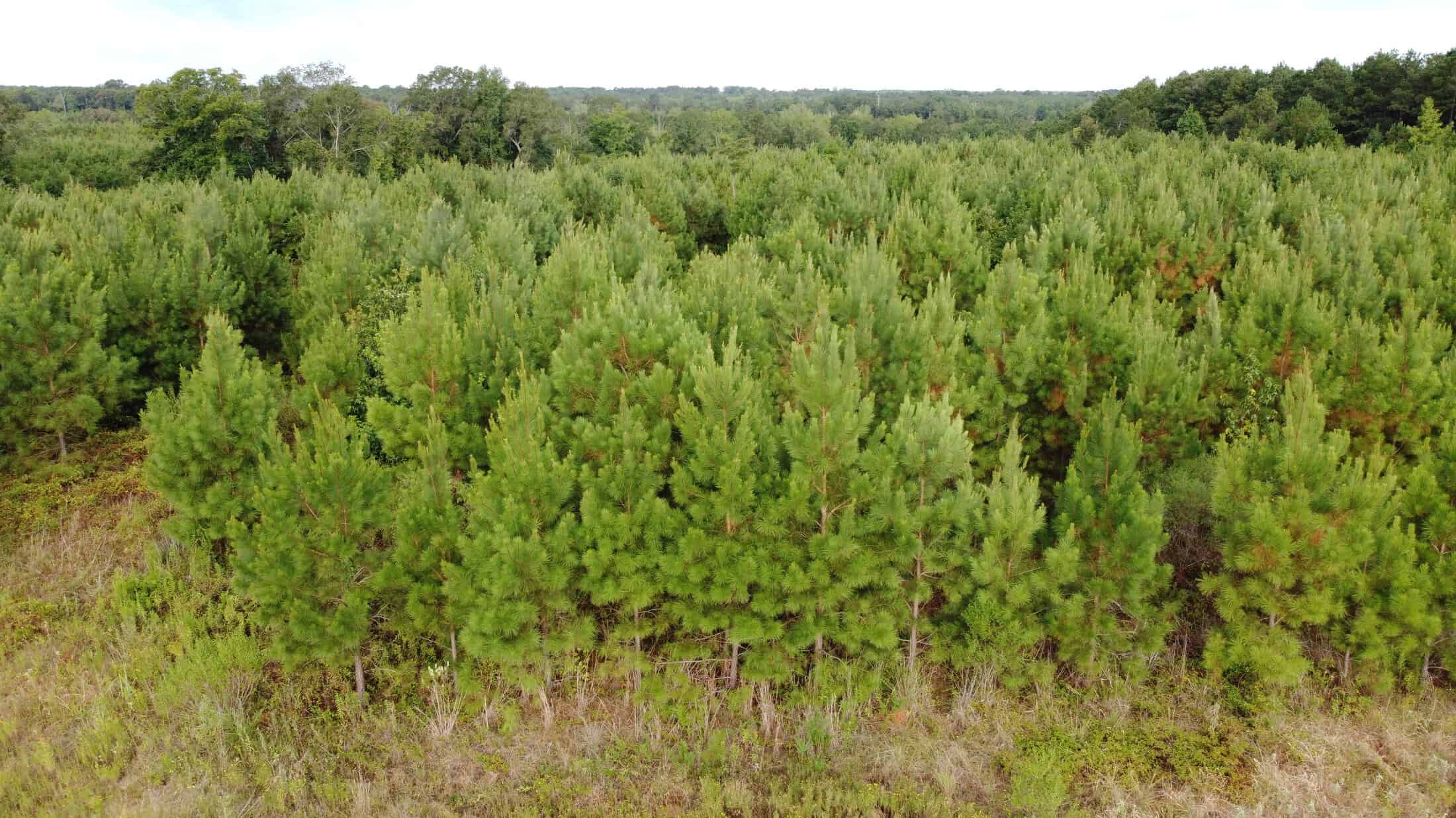 700 Acres Land for Sale Lincoln Parish, LA