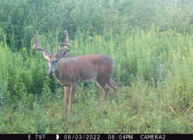 Hunting Land with Ag Opportunity For Sale in Waupaca Co
