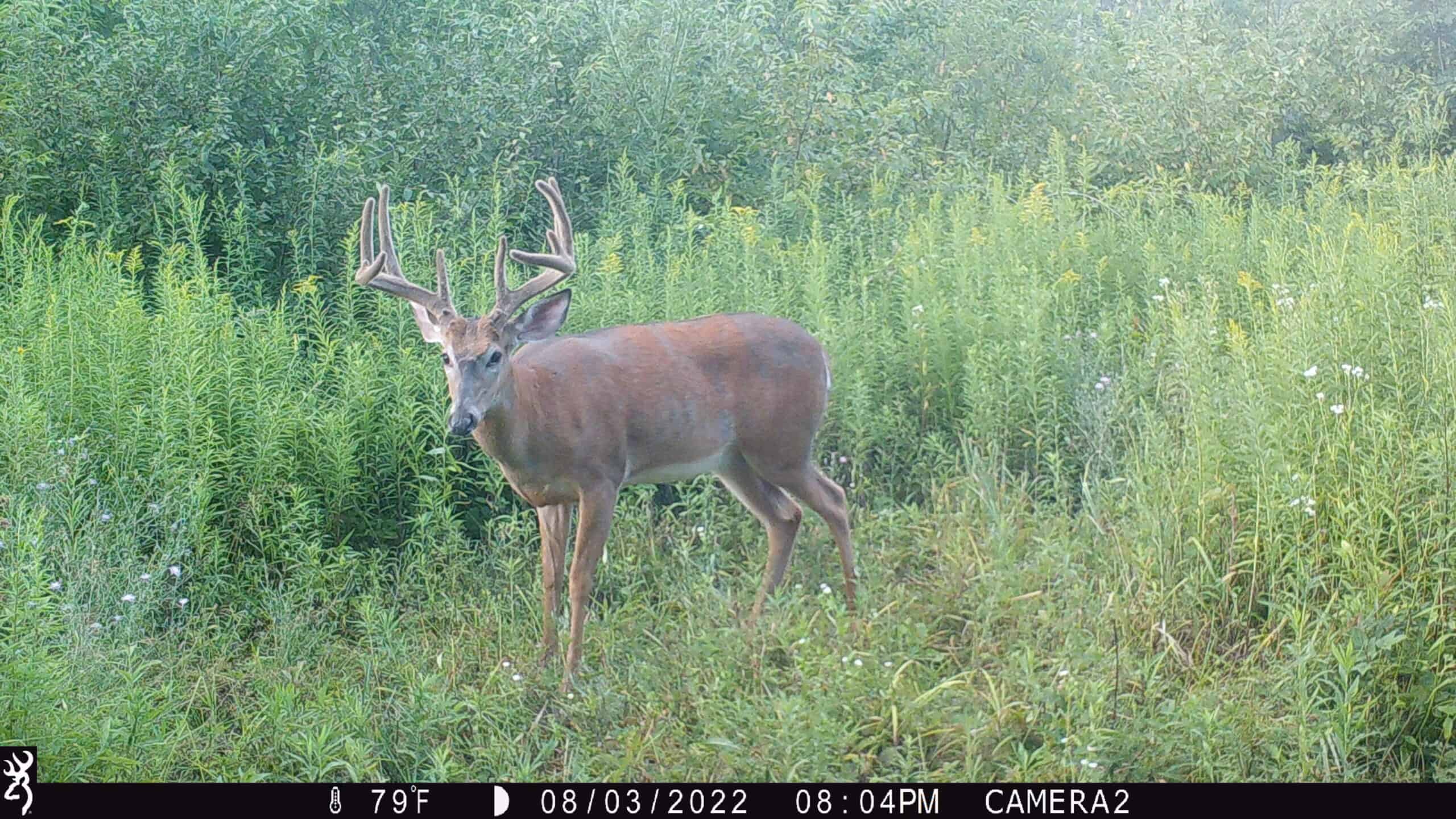 Hunting Land with Ag Opportunity For Sale in Waupaca Co