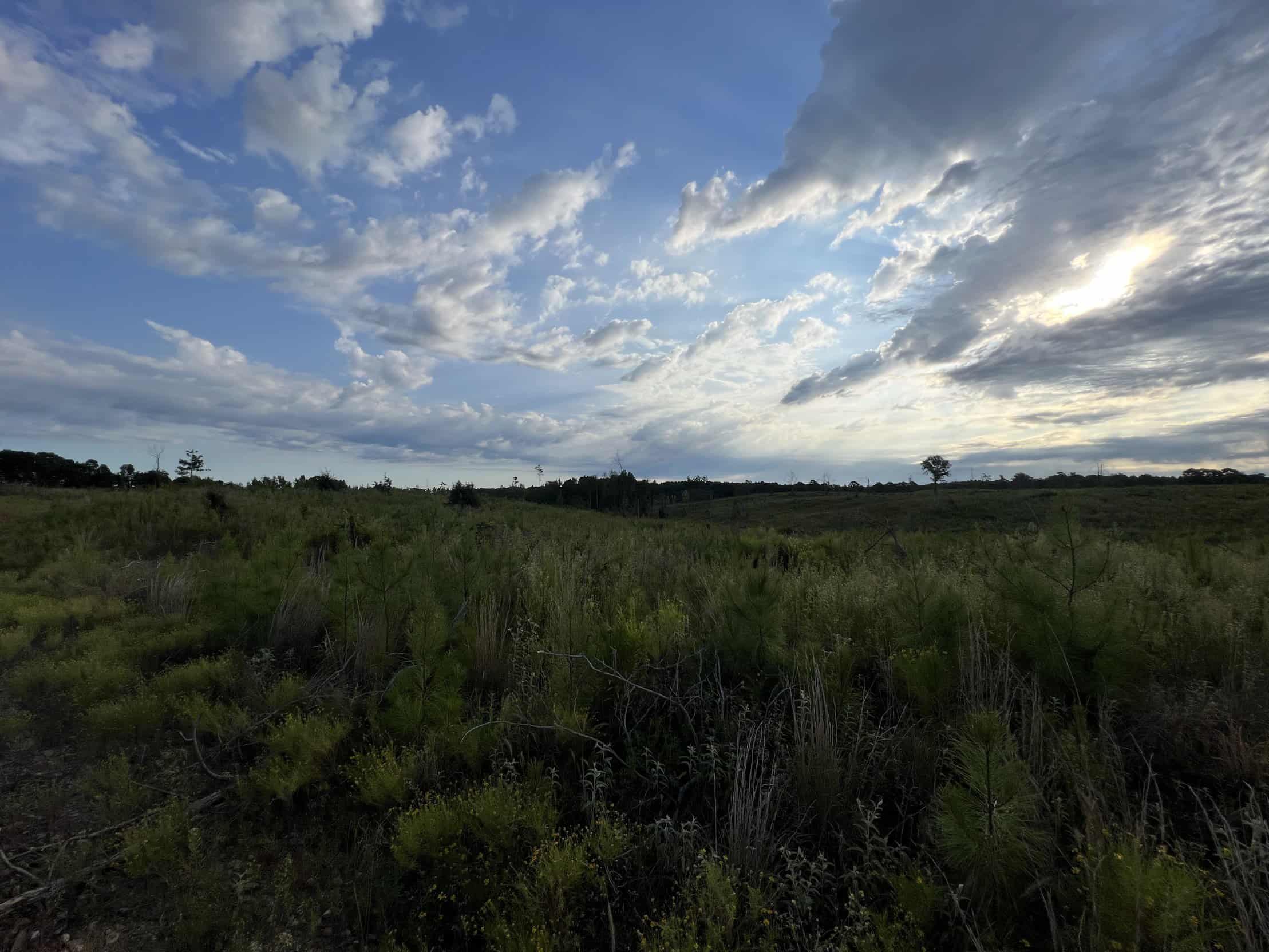 700 Acres Land for Sale Lincoln Parish, LA