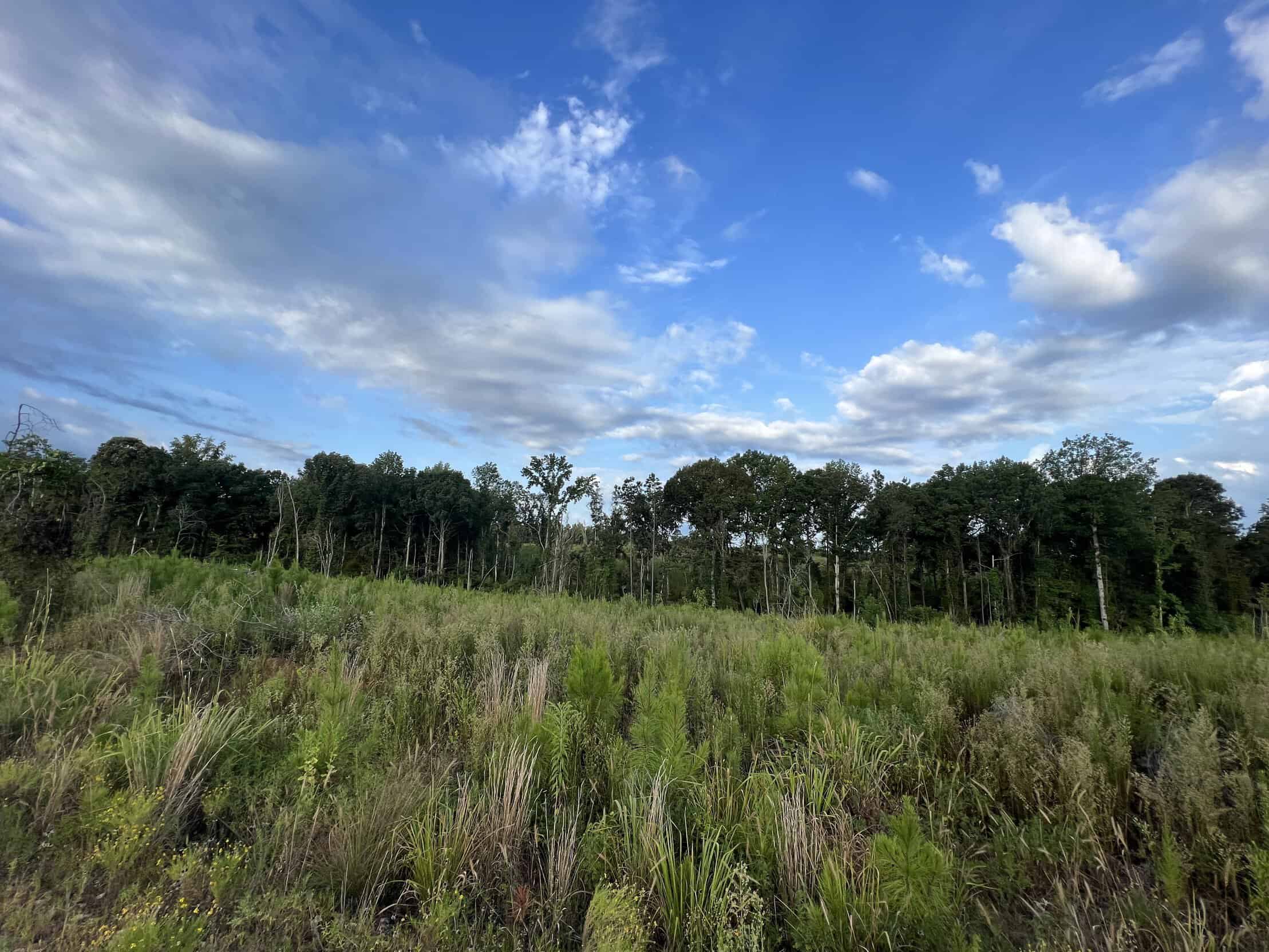 700 Acres Land for Sale Lincoln Parish, LA