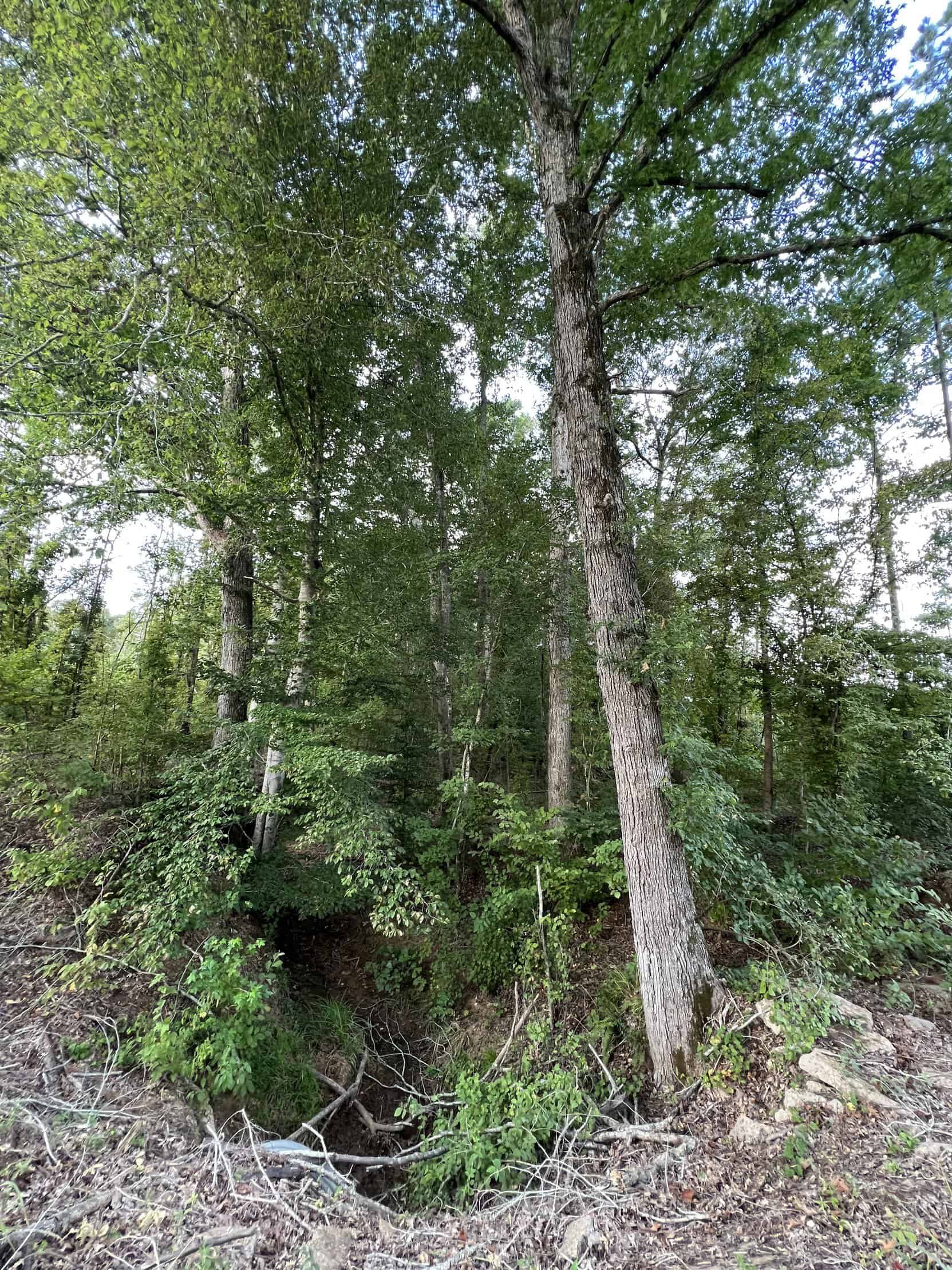 700 Acres Land for Sale Lincoln Parish, LA