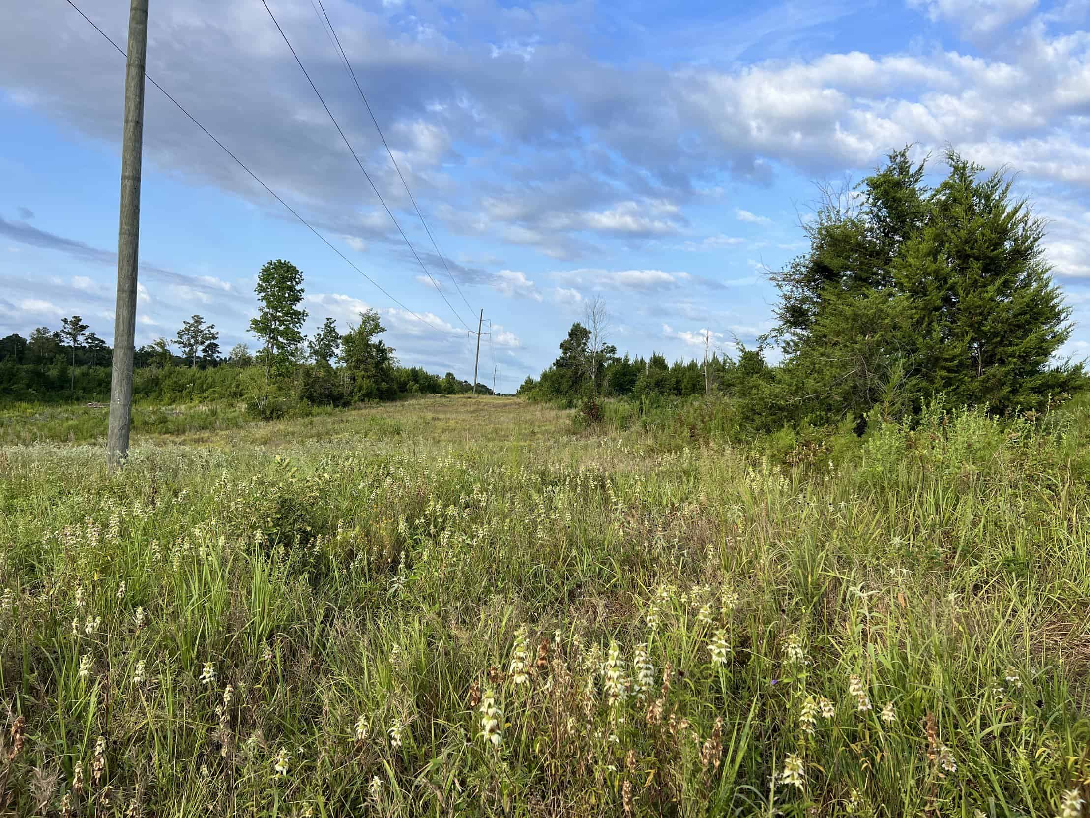 700 Acres Land for Sale Lincoln Parish, LA