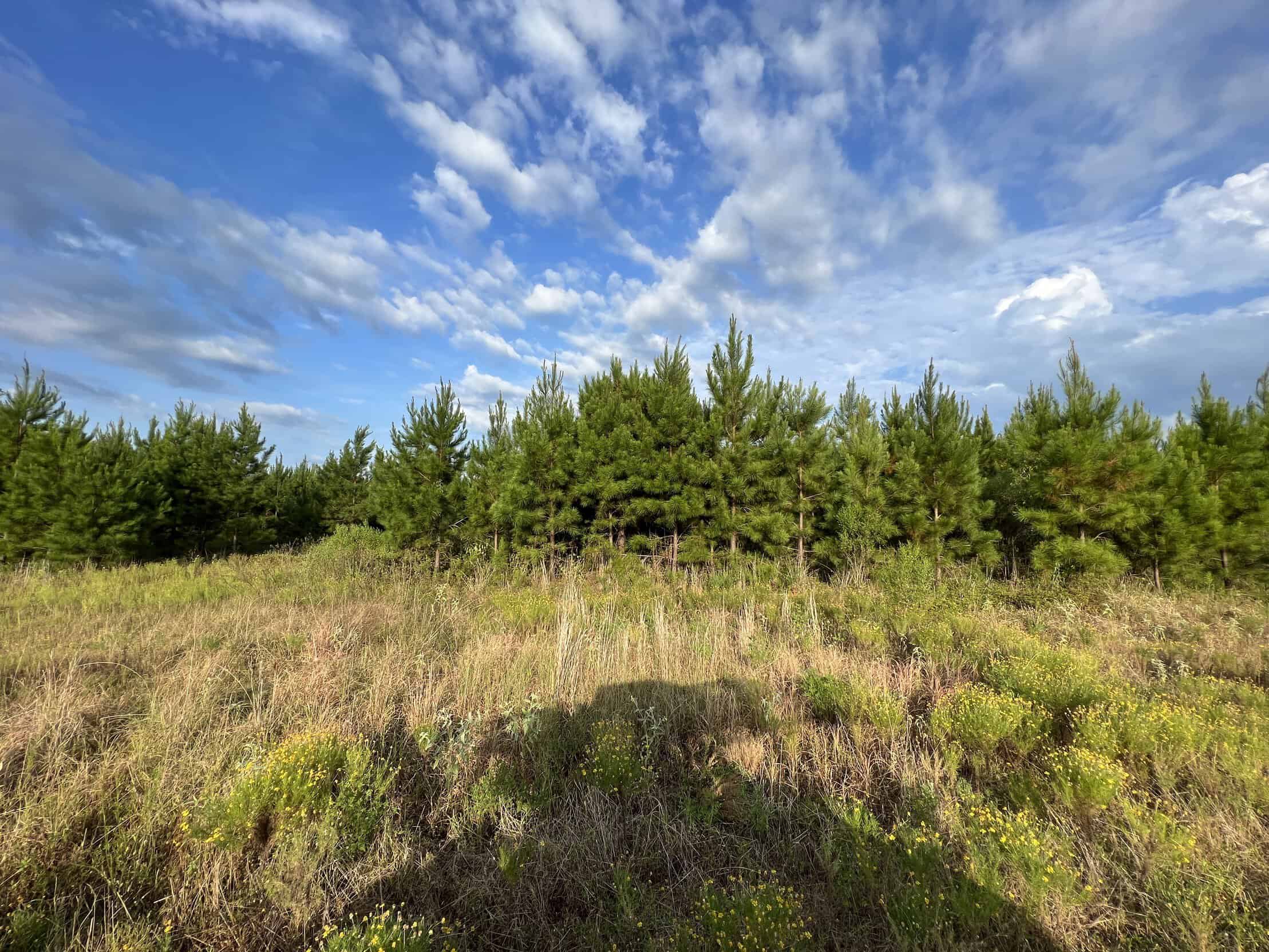 700 Acres Land for Sale Lincoln Parish, LA