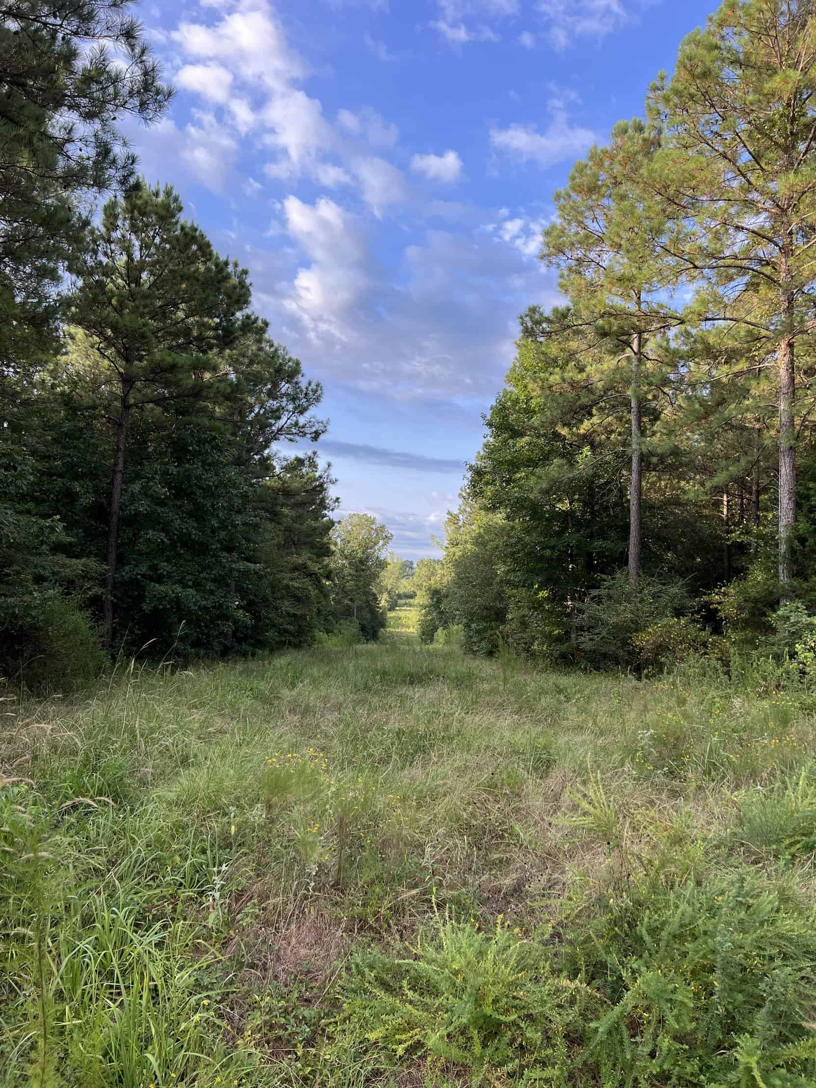 700 Acres Land for Sale Lincoln Parish, LA