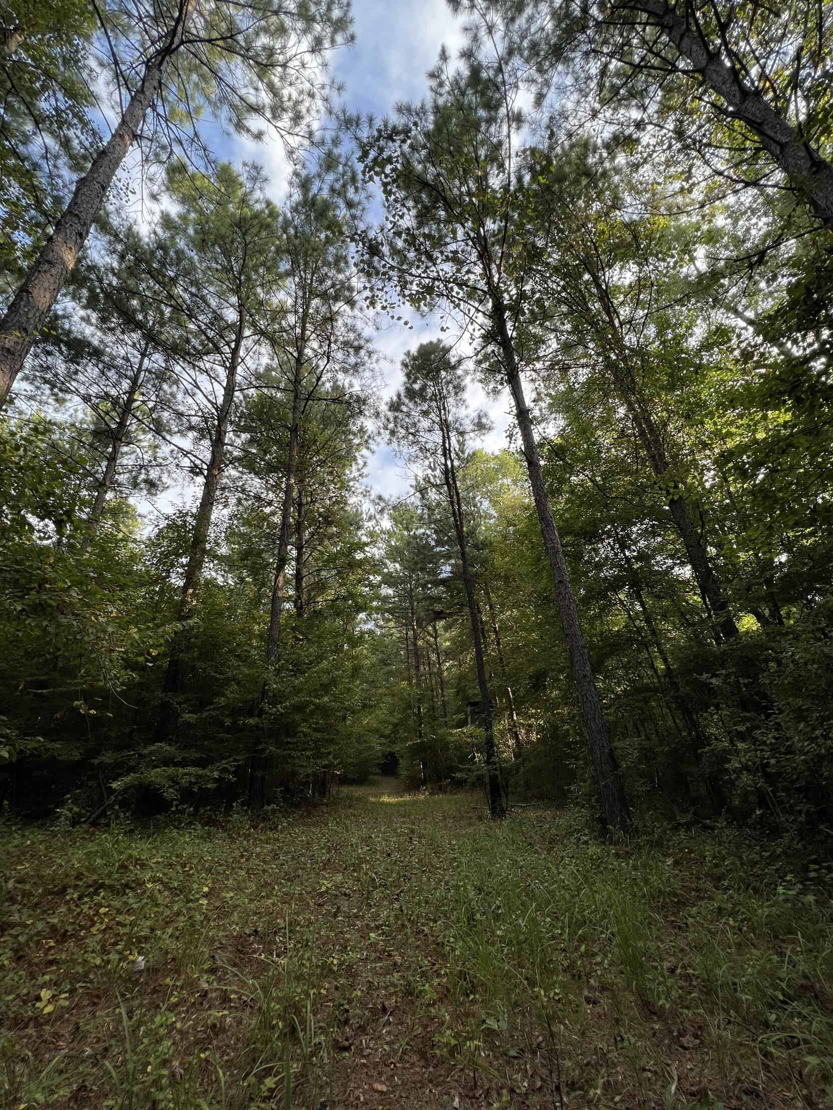 700 Acres Land for Sale Lincoln Parish, LA