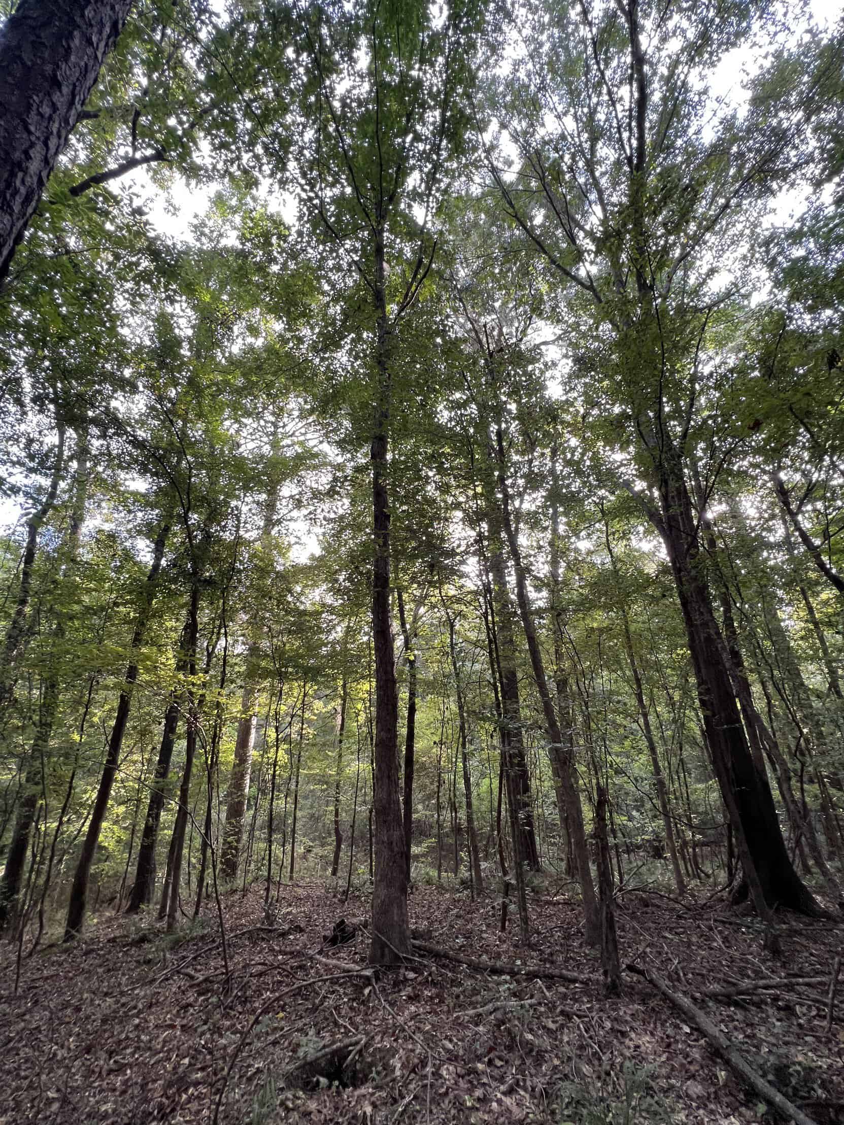 700 Acres Land for Sale Lincoln Parish, LA
