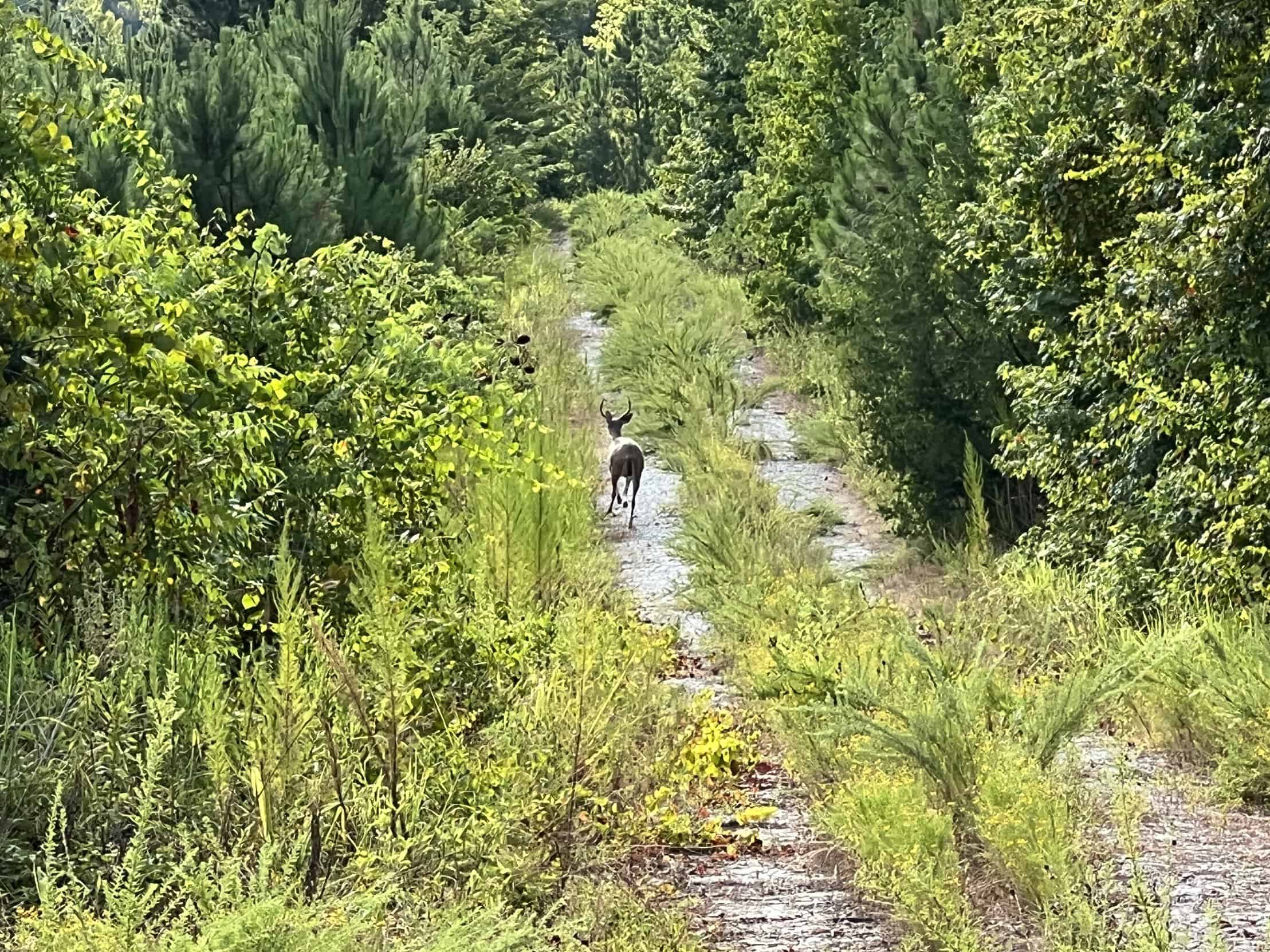 700 Acres Land for Sale Lincoln Parish, LA