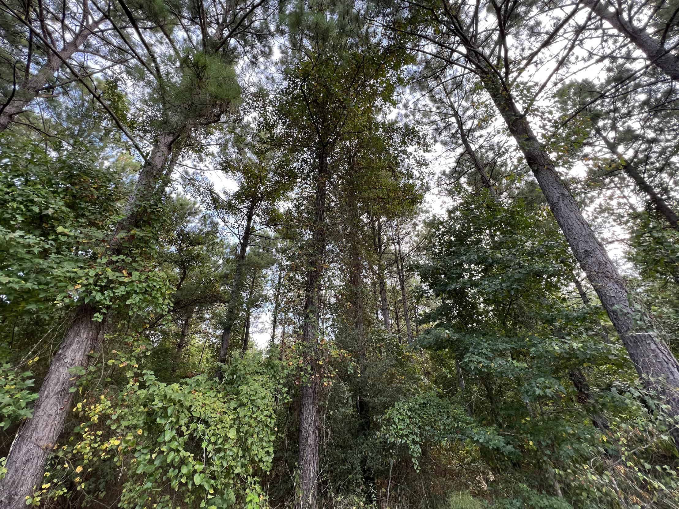 700 Acres Land for Sale Lincoln Parish, LA