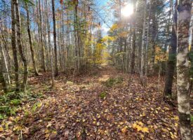 Maine Timberland Lot for Sale