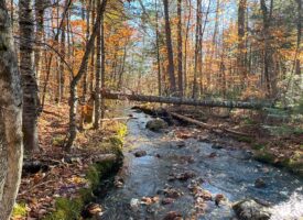 Mill Brook Forest