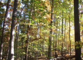 25.82 Acres on Lone Pine Road, Burkeville, VA, Nottoway County