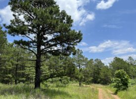 Hunting Land For Sale Daisy Oklahoma