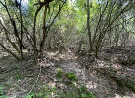 25 Acres on Coe Rd.