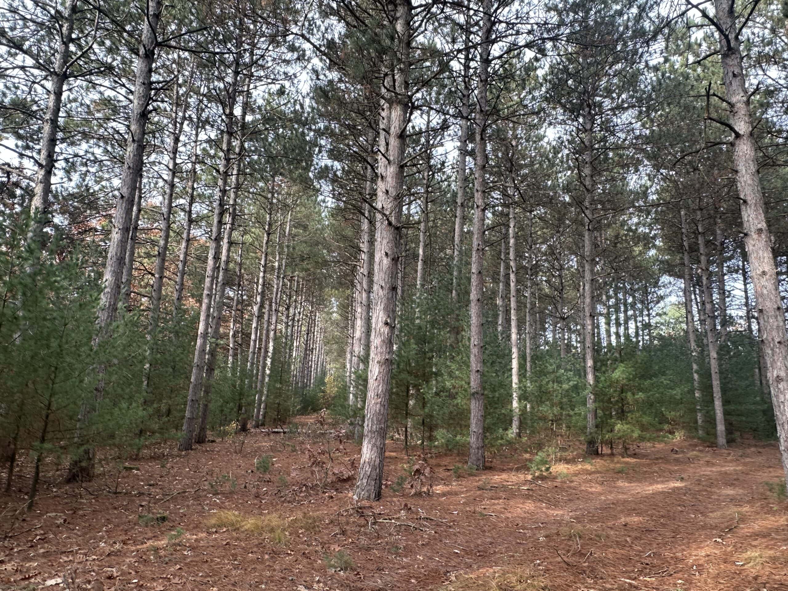 122 +/- Acres Outdoor Paradise in Waushara County WI