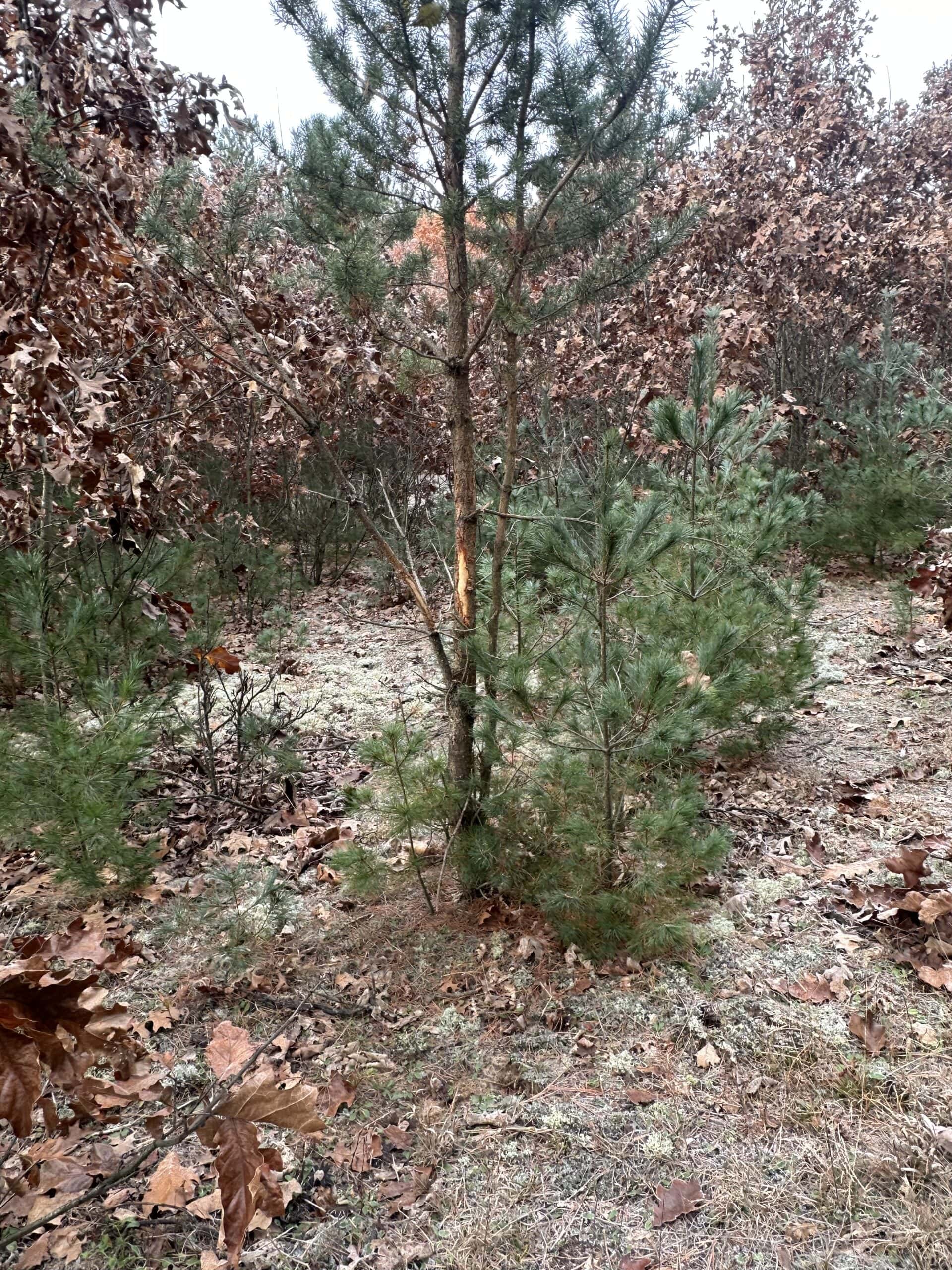 122 +/- Acres Outdoor Paradise in Waushara County WI