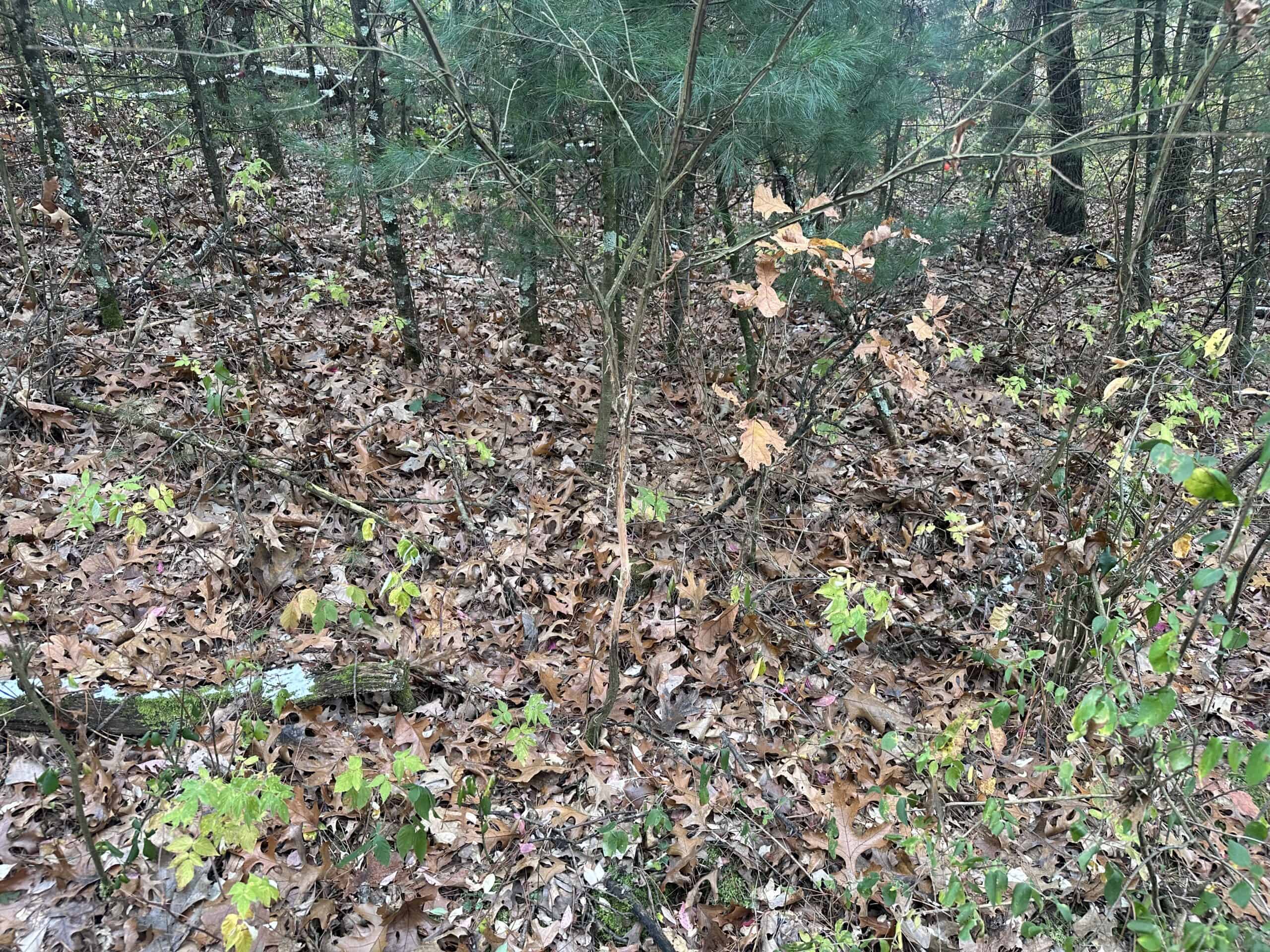 122 +/- Acres Outdoor Paradise in Waushara County WI