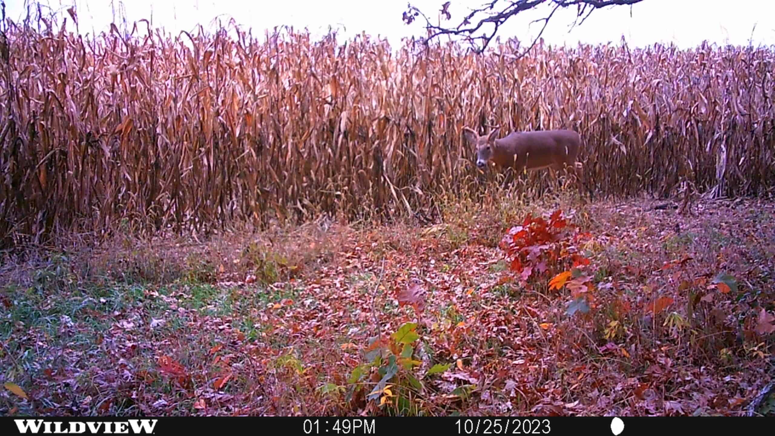 122 +/- Acres Outdoor Paradise in Waushara County WI