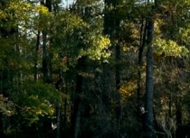 “Henrys Mill Commercial Hog Farm: A Hunter’s Paradise in Southside Virginia”