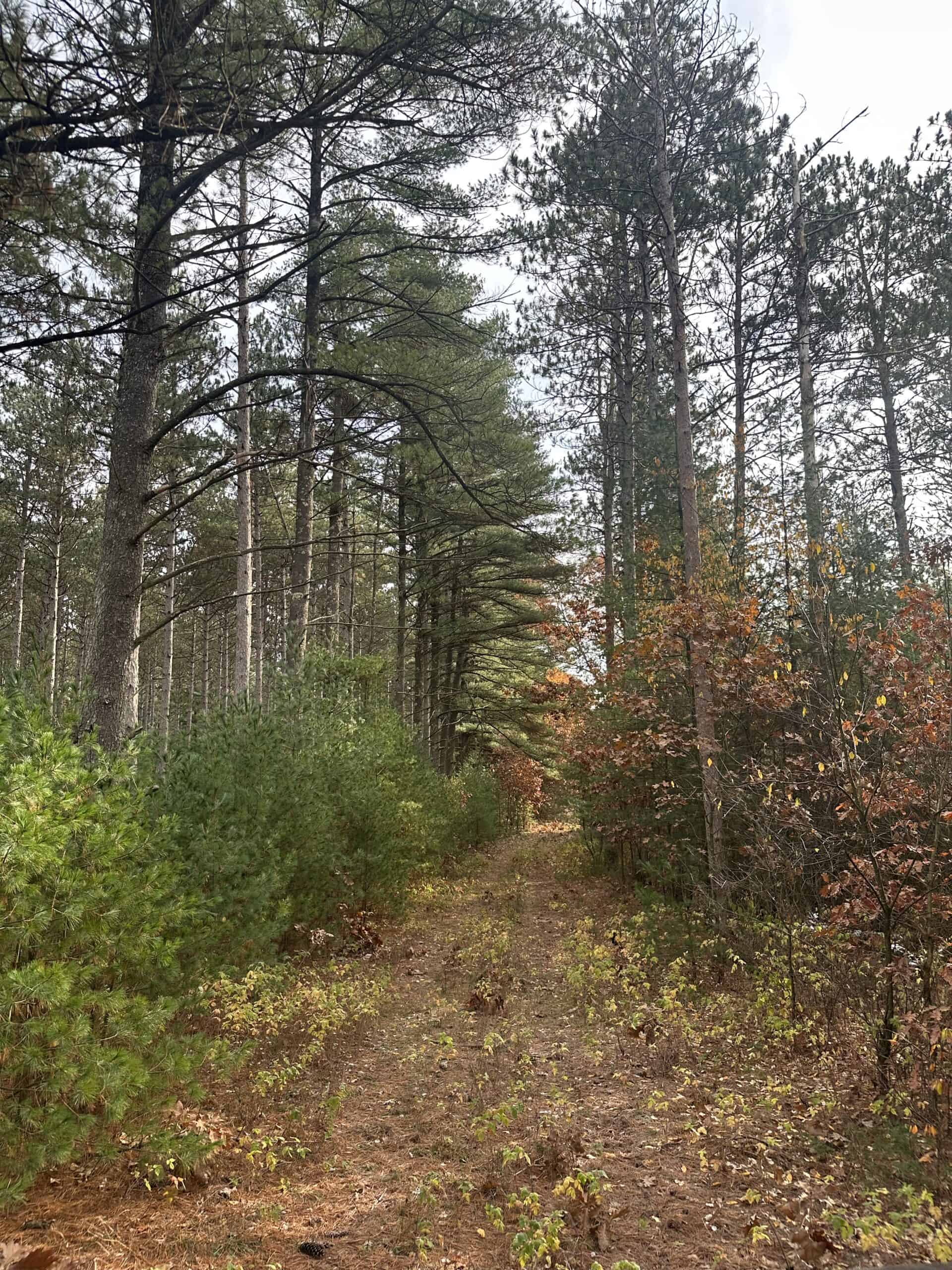 122 +/- Acres Outdoor Paradise in Waushara County WI