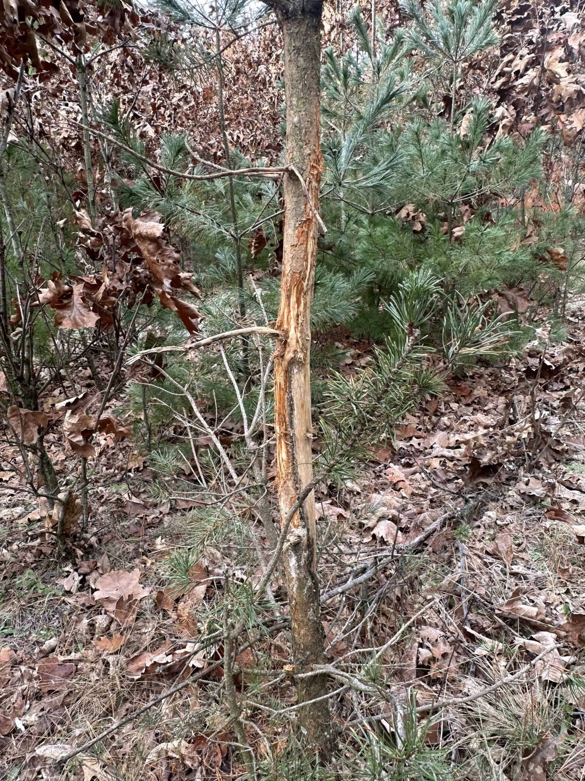 122 +/- Acres Outdoor Paradise in Waushara County WI