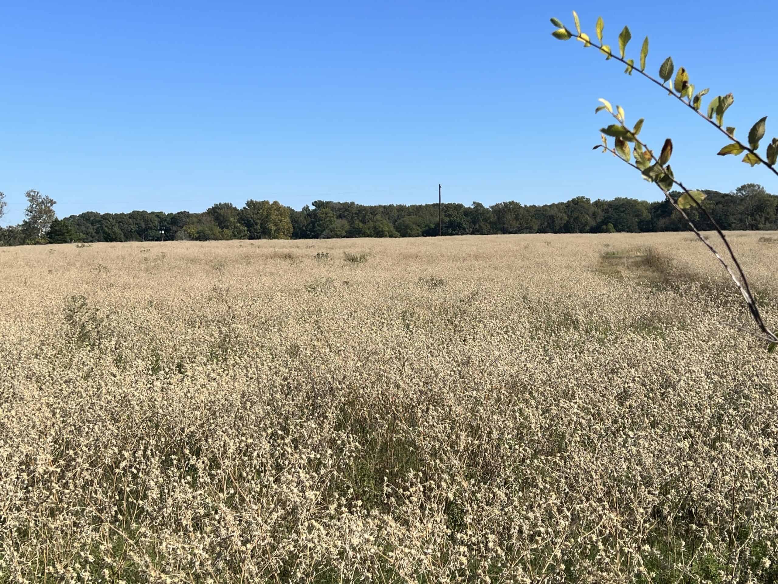 SALE PENDING! East TX Land for Sale Near Quitman Wood County