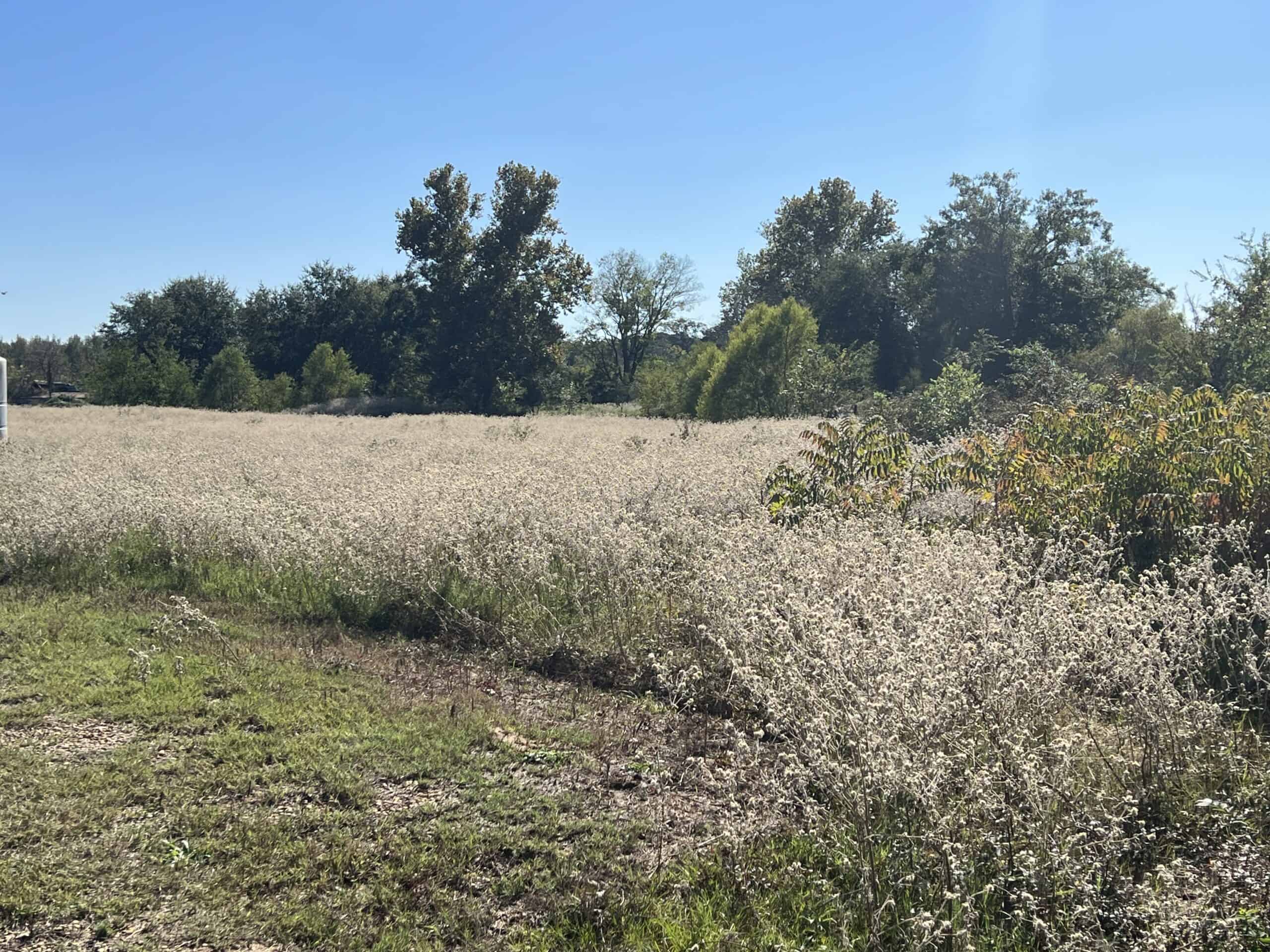 SALE PENDING! East TX Land for Sale Near Quitman Wood County