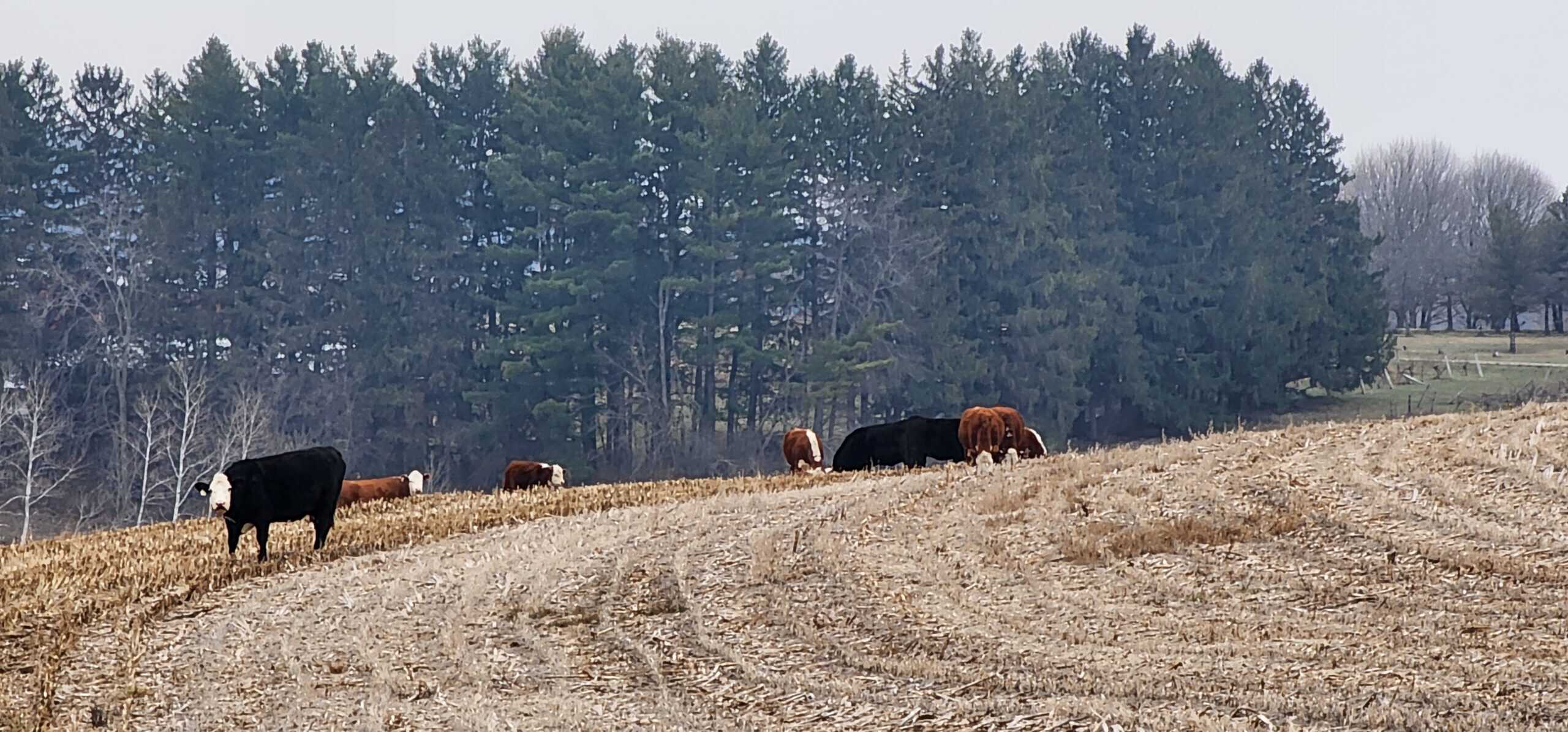 Approx. 69.52 Acres of Beautiful Land (Approx. 50 Acres Tillable) SW Wisconsin