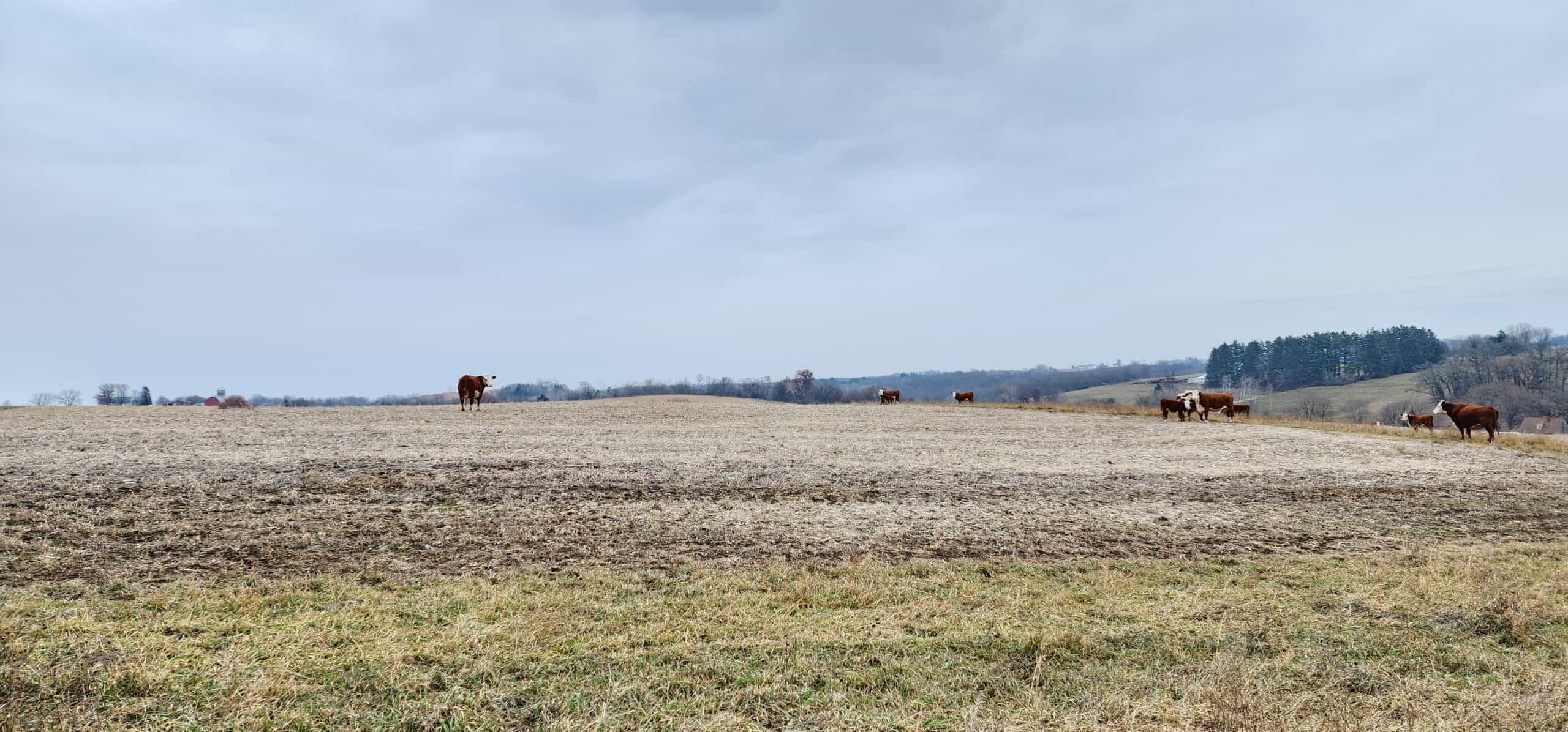 Approx. 69.52 Acres of Beautiful Land (Approx. 50 Acres Tillable) SW Wisconsin